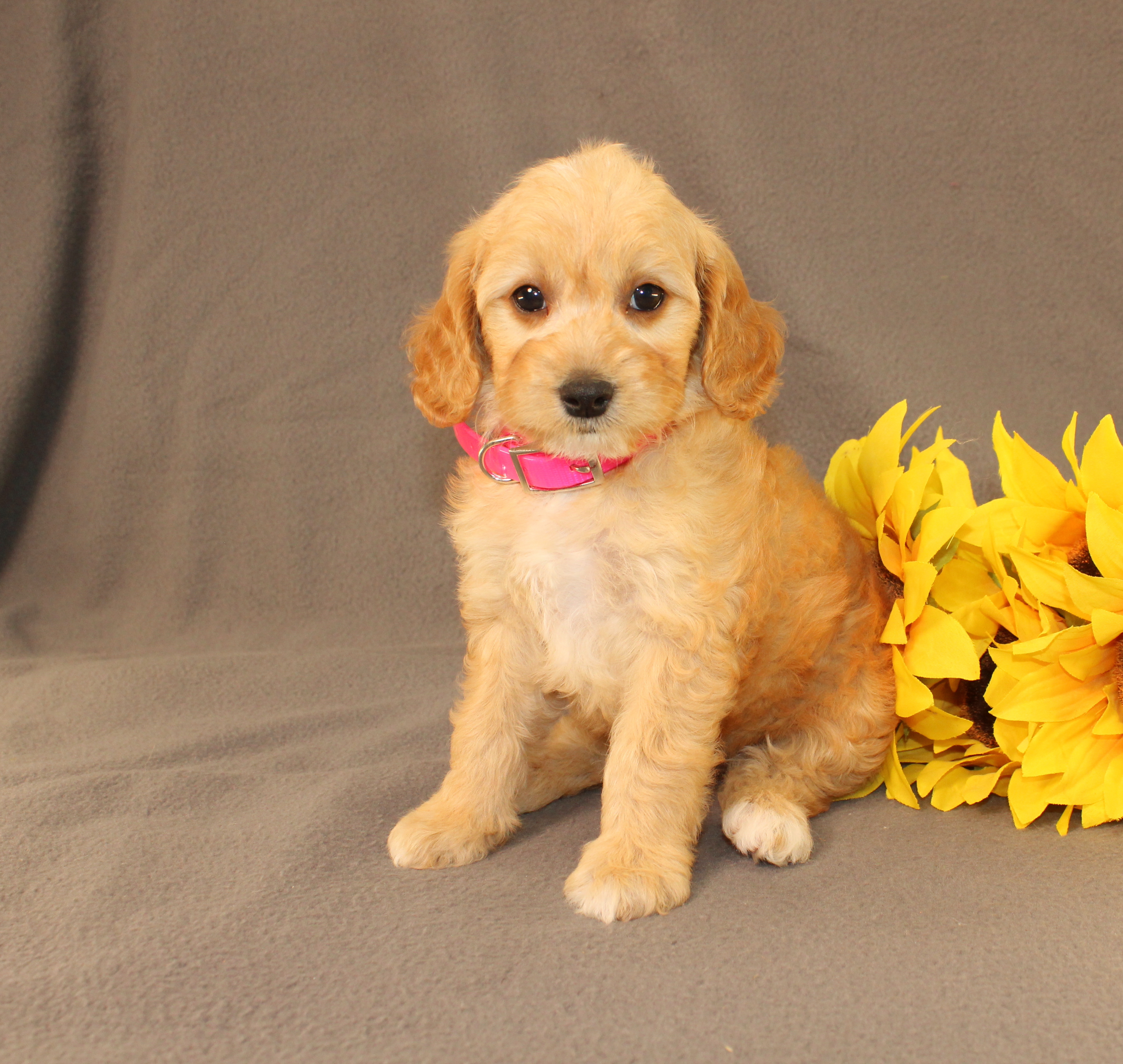 puppy, for, sale, Mini Cavagoldendoodle, Ivan J. Stoltzfus, dog, breeder, Dornsife, PA, dog-breeder, puppy-for-sale, forsale, nearby, find, puppyfind, locator, puppylocator, aca